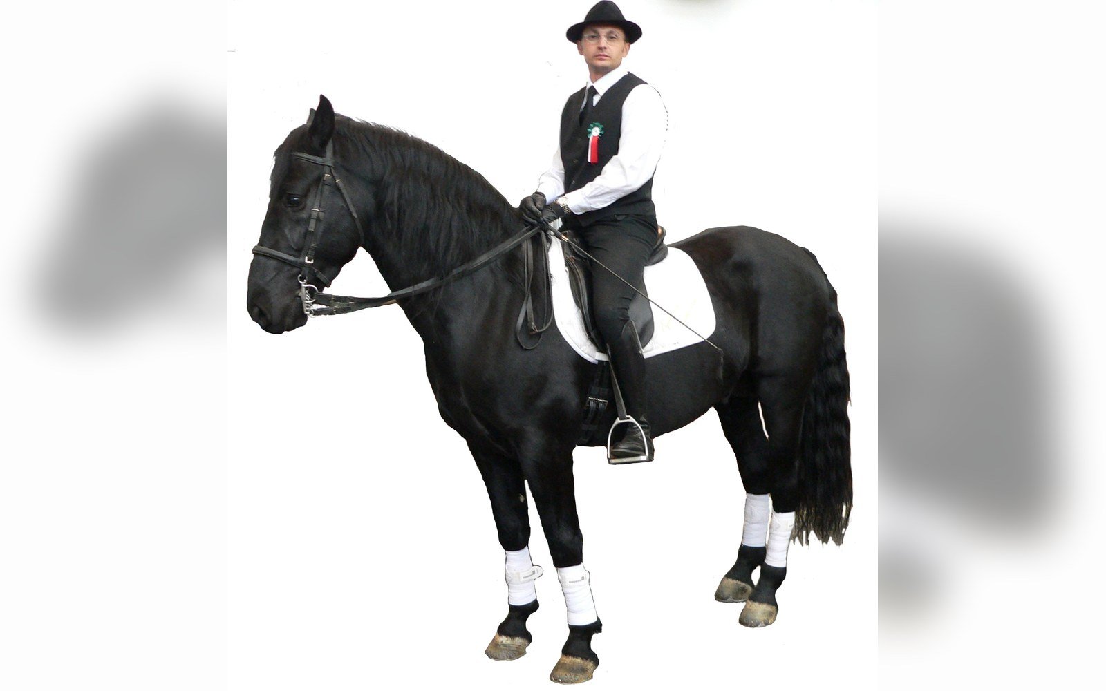 A black horse against pale limestone
