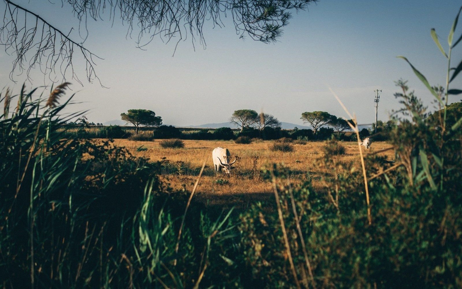 White long-horned cattle grazing in a dry grassy field lined with pine trees