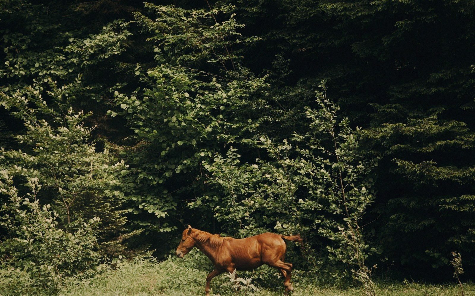 A brown horse trots along a grassy edge in front of dense green foliage
