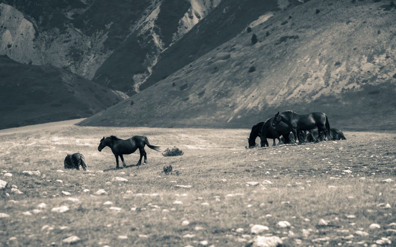 Small herd of horses grazing on a grassy slope beneath rugged mountains