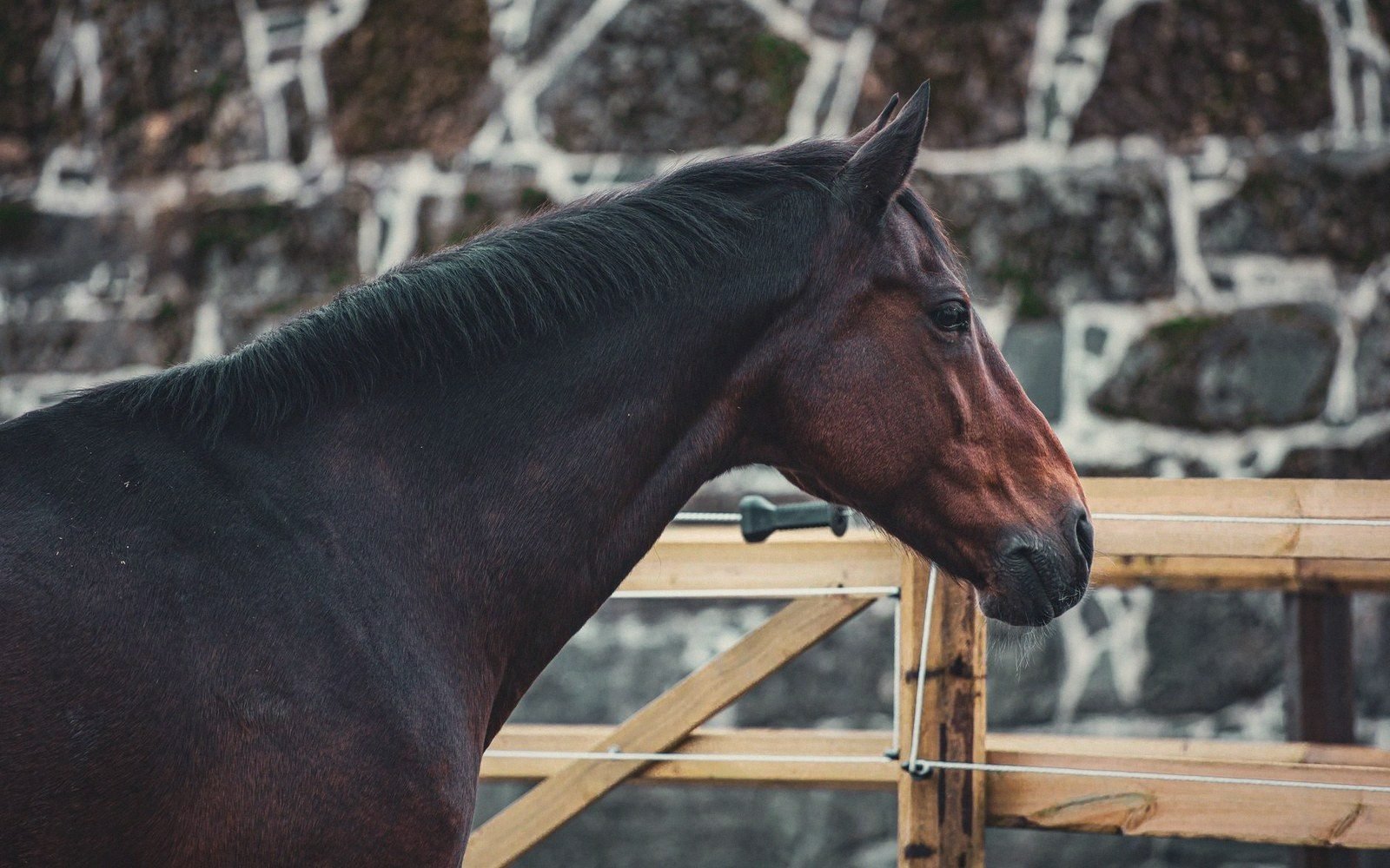 A dark bay horse stands beside a wooden fence in front of a stone wall