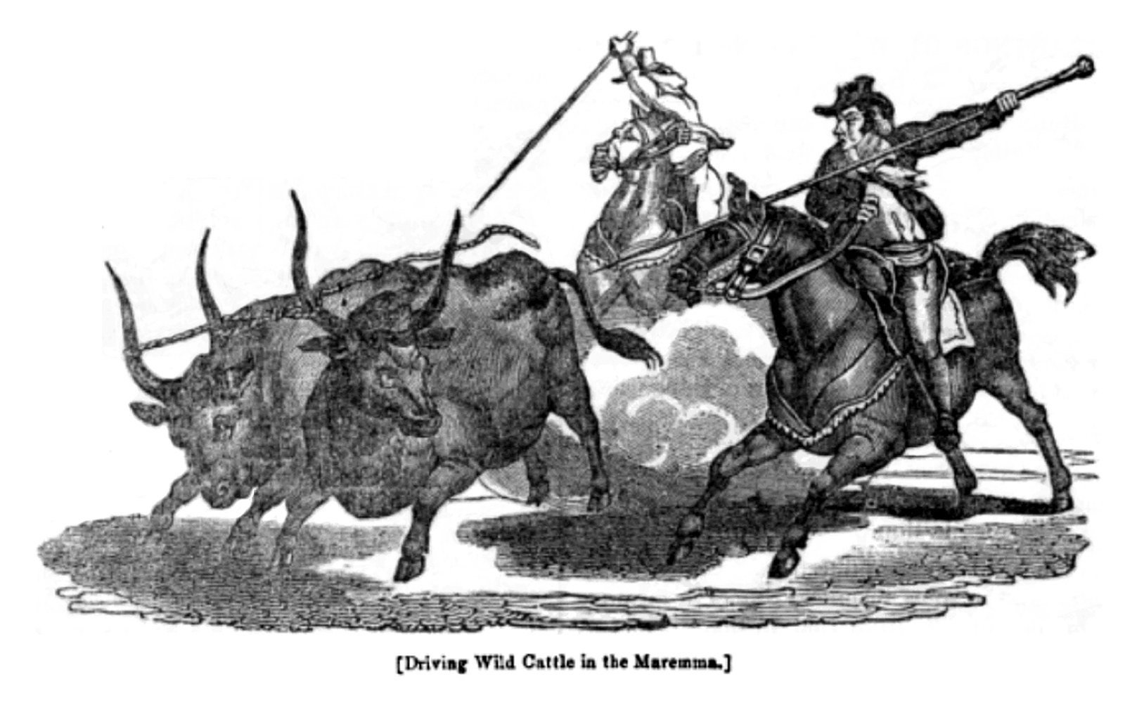 Mounted herdsmen with long poles drive longhorn cattle across open ground