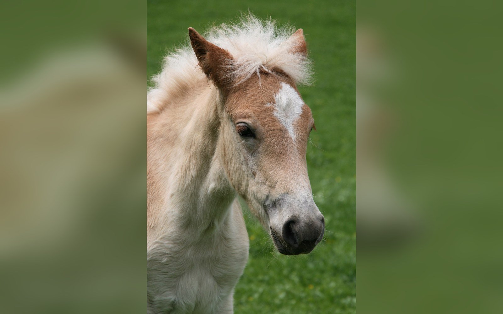Close-up of a Haflinger foal's face with a fluffy blond mane, standing in a grassy field