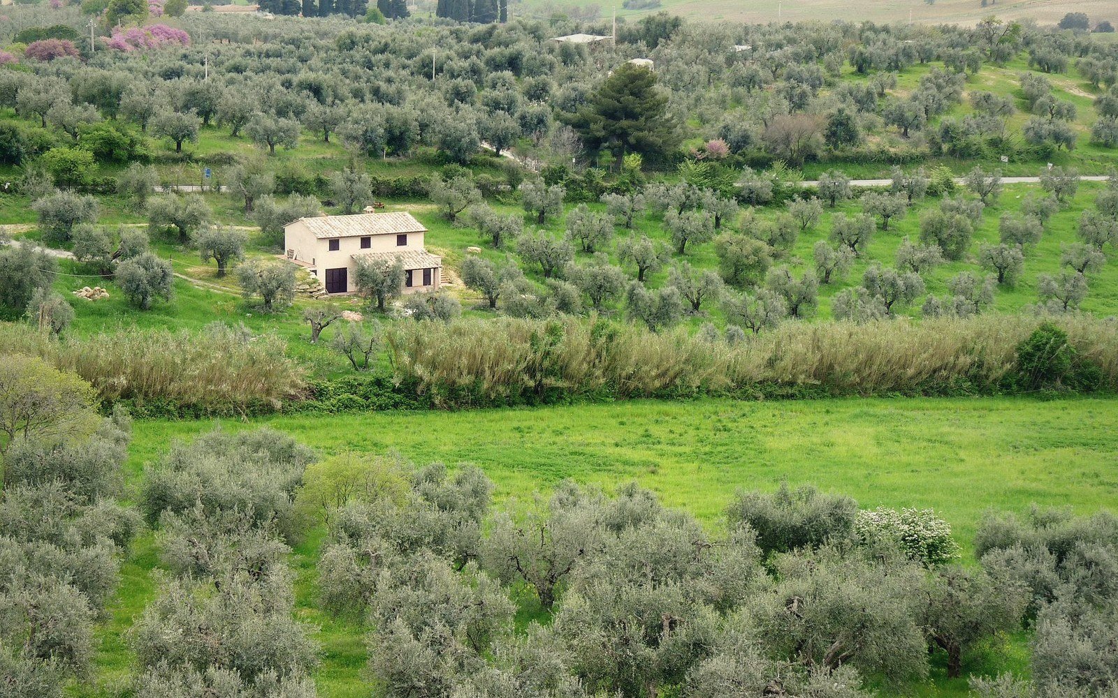 A stone farmhouse surrounded by rows of olive groves in the Maremma countryside