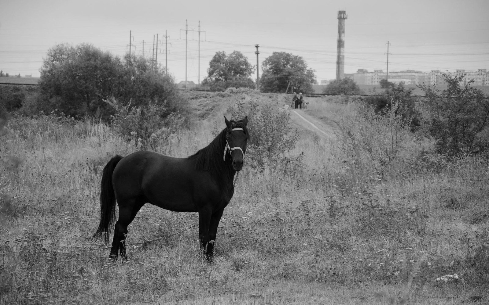 A dark horse with a white blaze stands in a field near a dirt path