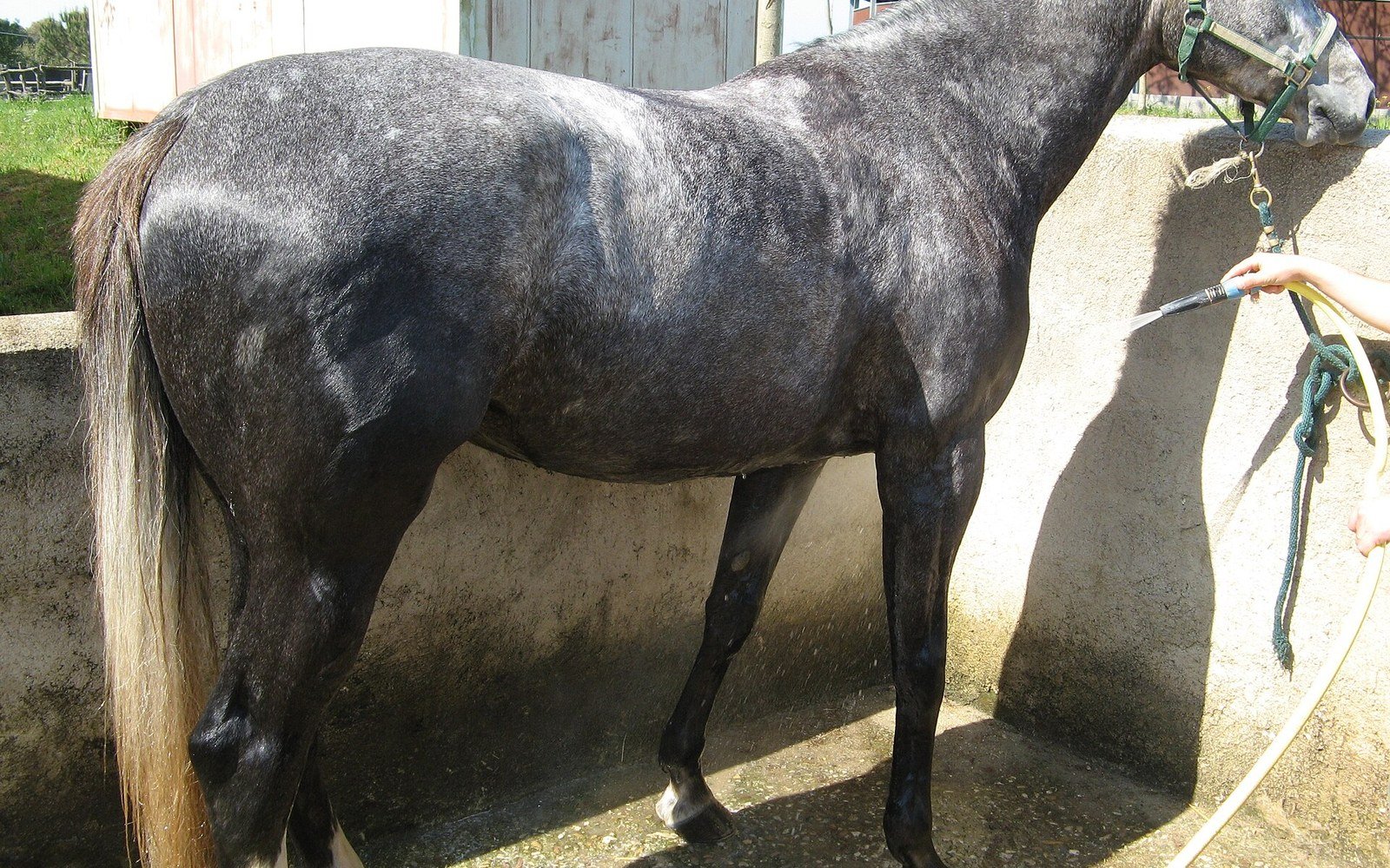 A gray horse tied up and being hosed down in a stone wash bay