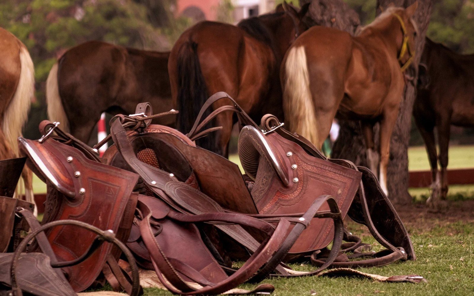 Leather saddles piled on grass with several horses standing in the background