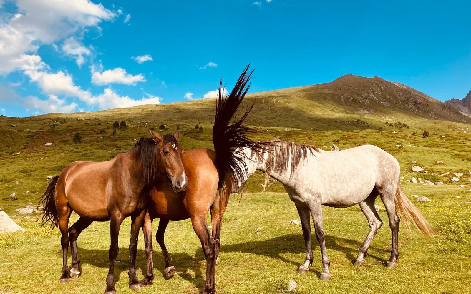 Three horses standing together on a grassy alpine slope under a blue sky